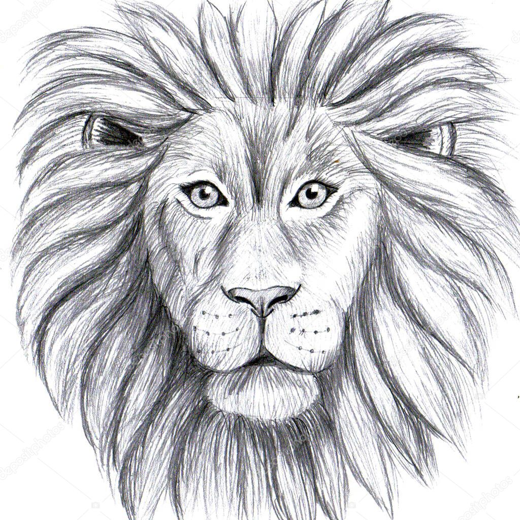 A simple pencil drawing of the face of a lion.
