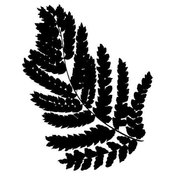 Illustration Vectorielle Croquis Des Feuilles Fougère — Image vectorielle
