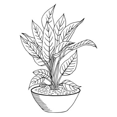 Vector color drawing dieffenbachia sketch in a pot. Potted house plant icon. For print and web. Plant coloring book.