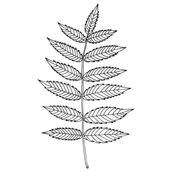 Vector Simple Drawing Twig Leaves Decoration Coloring Thread Print Web — Διανυσματικό Αρχείο