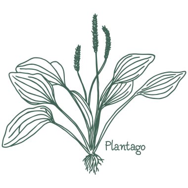 Great plantain. Plantago major - medicinal plant. Hand drawn botanical vector illustration. For print and web