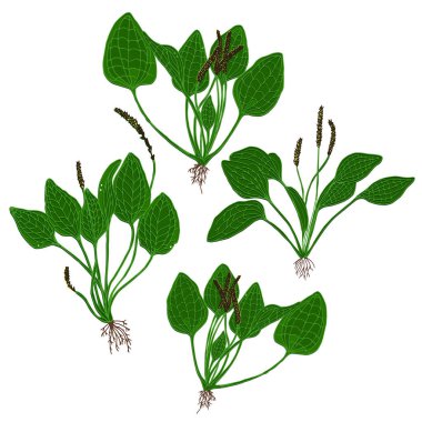 Plantain plant isolated on white background. Vector illustration of medicinal herb in cartoon flat style. Plantago