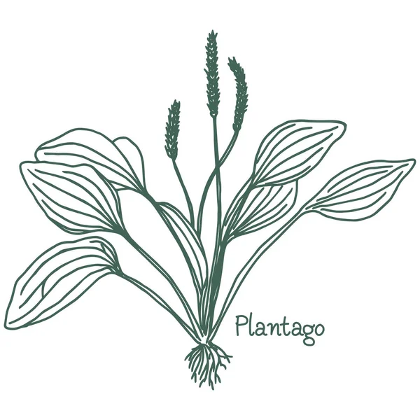 Great Plantain Plantago Major Medicinal Plant Hand Drawn Botanical Vector — 图库矢量图片
