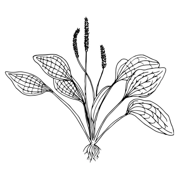Great Plantain Plantago Major Medicinal Plant Hand Drawn Botanical Vector — стоковый вектор