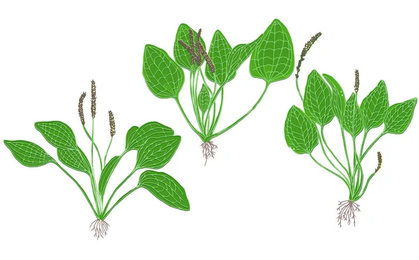 Plantain Plant Isolated White Background Vector Illustration Medicinal Herb Cartoon — Stockvektor