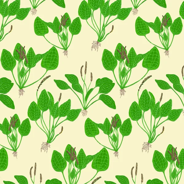 Seamless Pattern Large Plantain Large Plantain Plant Leaves Plantago Major —  Vetores de Stock