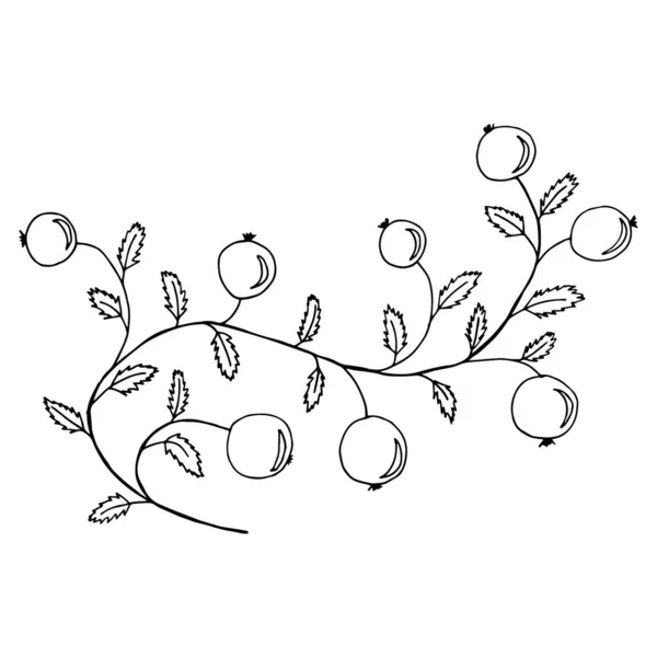 Illustration Vectorielle Baies Sur Une Branche — Image vectorielle