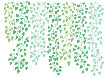 Sarmaşık sarmaşığı silueti beyaz arka planda izole edilmiş. Asma bitkisi. Yapraklı siyah sarmaşık. Bahar ya da doğal bitki tasarımı. Düz yapraklar sarkıyor. Çiçek deseni.