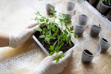 Tohumlar, çömlek içinde küçük fideler. Toprağa fidanlar ekiyor, tarıma hazırlanıyor. Yeşil konsept