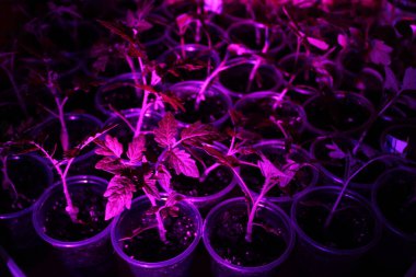 Ultraviyole ışığın altında bitki, pembe lambanın altında taze domates fideleri. Seedling