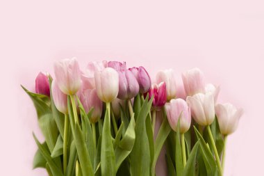 Lale. Açık pembe arka planda narin lalelerin güzel arka planı. 8 Mart 'ta kadınlar için kartpostal, anneler günü. Kutlama konsepti