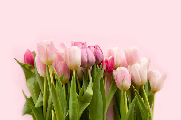 Tulipe. Beau fond de tulipes délicates sur un fond rose clair. Carte postale pour la journée des femmes le 8 mars, fête des mères. Concept de célébration — Photo