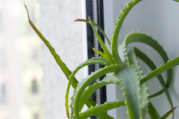 Aloe Vera odadaki pencere eşiğinde bir bitki..