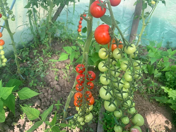 토마토 토마토와 토마토는 온실의 나뭇가지에 있습니다 토마토 — 스톡 사진
