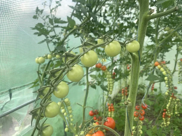 토마토 토마토와 토마토는 온실의 나뭇가지에 있습니다 토마토 — 스톡 사진
