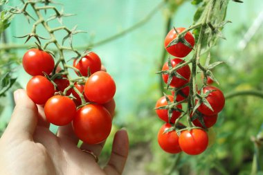 Domates, seradaki bir dalda kiraz domatesleri. Küçük kırmızı domates hasadı. Olgun domates