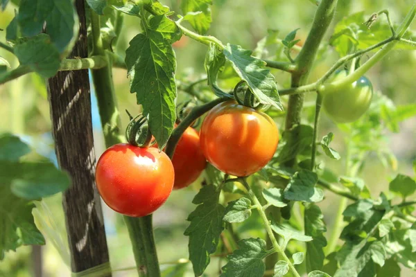 Tomate, tomates cherry en una rama en un invernadero. Cosecha de tomates rojos pequeños. Tomate maduro — Foto de Stock