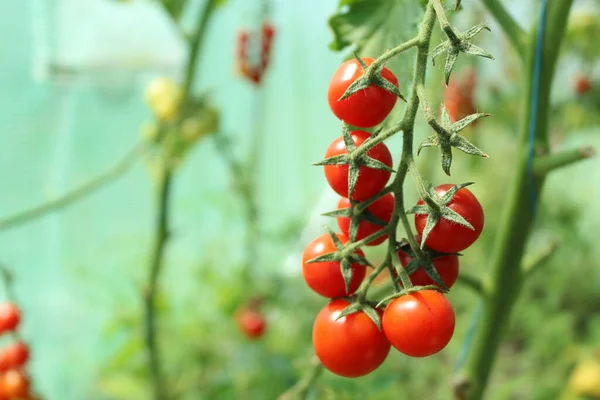 Tomate, rama con tomates. Cosecha de pequeños tomates rojos cereza. tomate maduro — Foto de Stock