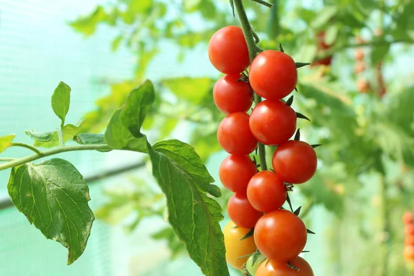 Tomate, rama con tomates. Cosecha de pequeños tomates rojos cereza. tomate maduro — Foto de Stock