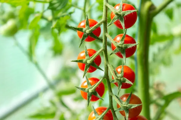 토마토 토마토와 체리 토마토는 온실의 나뭇가지에 있습니다. 작은 빨간 토마토를 수확합니다. 리페 토마토 — 스톡 사진