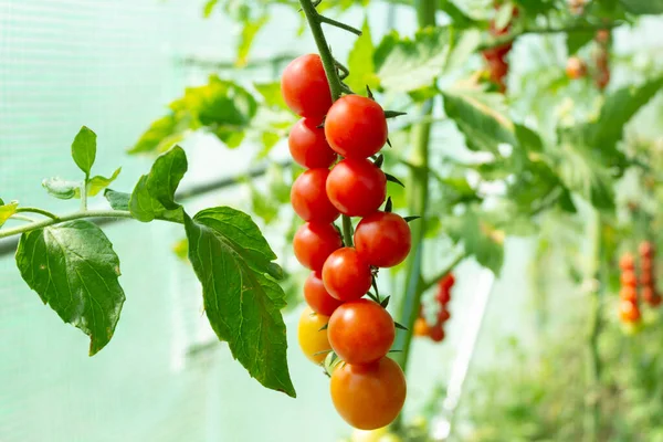 Tomatenpflanzen in der Landwirtschaft., Kirschtomaten auf einem Zweig in einem Gewächshaus. Ernte kleiner roter Tomaten. Reife Tomaten — Stockfoto