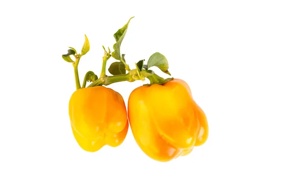 胡椒黄 新鲜的甜椒 在白色背景上分离的胡椒蔬菜 — 图库照片