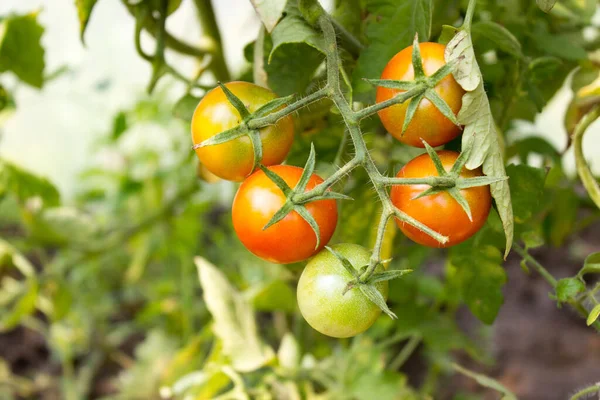 Tomate Los Tomates Pequeños Sobre Rama Jardín Tomates Maduros Arbusto — Foto de Stock