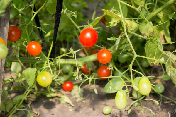 Tomate Pequenos Tomates Ramo Jardim Tomates Maduros Arbusto — Fotografia de Stock