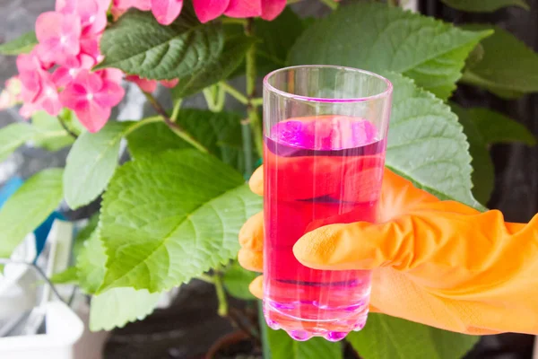 Koruyucu bir eldivenin içinde bir bardak pembe sıvı bulunur. Arka planda ortanca var. Potasyum permanganat