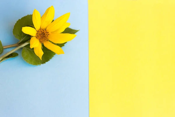 Vatansever arka plan sarı mavi. Parlak bir arka planda sarı çiçek. Ukrayna bayrağı renginde bir kartpostal. Savaşı Durdur, Barış.