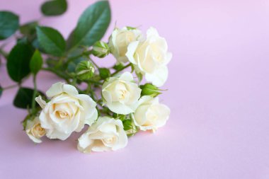 Beyaz bir gülün dalı. Nazik bir zemin üzerinde beyaz gül çiçeği. Boşluğu kopyala