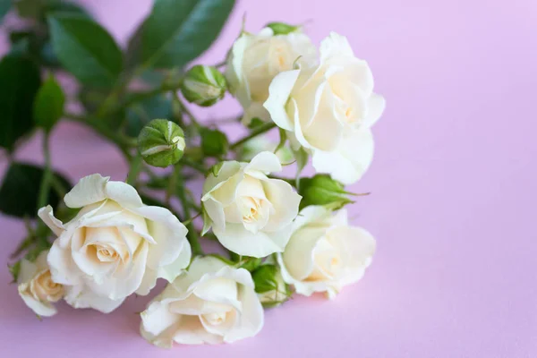 A branch of a white rose. White rose flower close-up — Fotografia de Stock