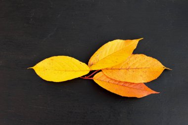 Sonbahar kompozisyonu. Siyah arkaplanda balık şeklinde kuru yapraklar..