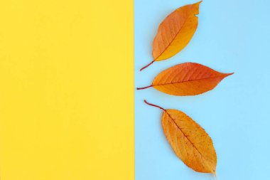 Sonbahar kompozisyonu. Mavi arka planda kuru yapraklar. Boşluğu kopyala