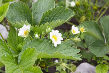 Çiçekli çilek çalısı. Sarı merkezli beyaz çiçek. Çilek çiçeği