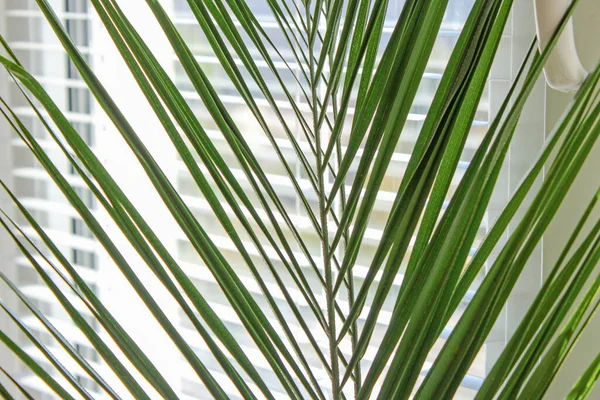 Liść Palmy Tropikalnej Tło Natury — Zdjęcie stockowe