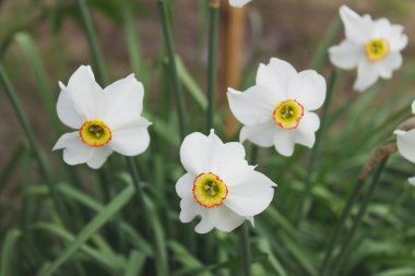 Nergisler, bahar beyaz nergisler..