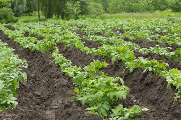 Bahçe yatağında genç bir patates çalısı. patates tarlası.