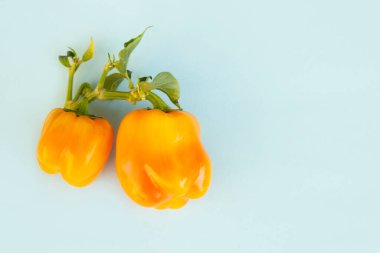 Biber sarısı. Taze tatlı biber. Mavi arka planda biberli sebze