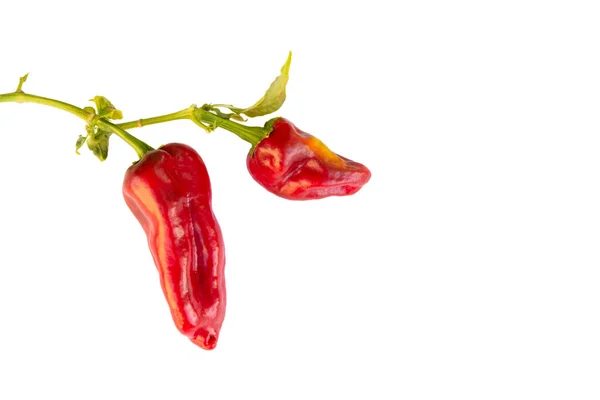 Kırmızı biber. Beyaz üzerine izole edilmiş tatlı biber. Biber sebzesi