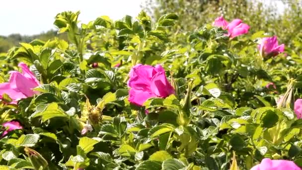 Two bumblebee flying around wild rose — Stock Video