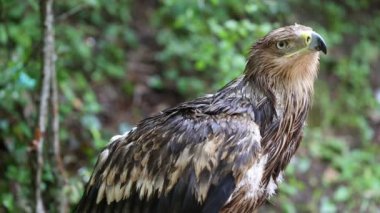 yağmur sonrası ıslak genç kartal