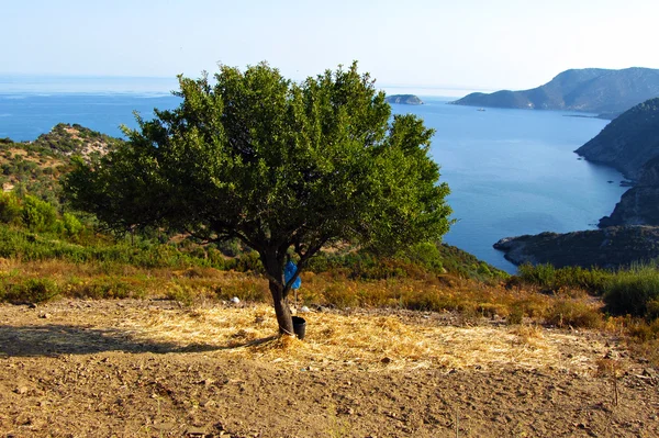 Ein einsamer grüner Baum — Stockfoto