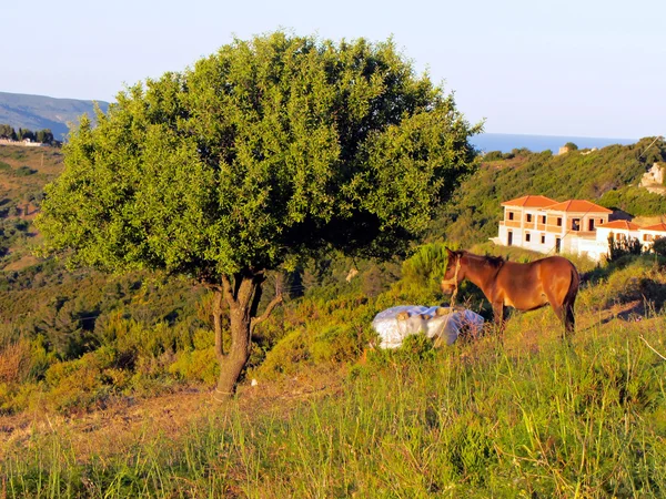 Das Pferd und der Baum — Stockfoto