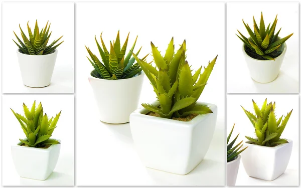 Aloes zwyczajny Zdjęcie Stockowe