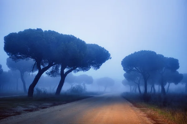 Fog in the forest — Stock Photo, Image