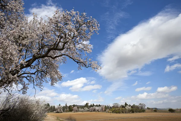 Almendro floreciente — Foto de Stock