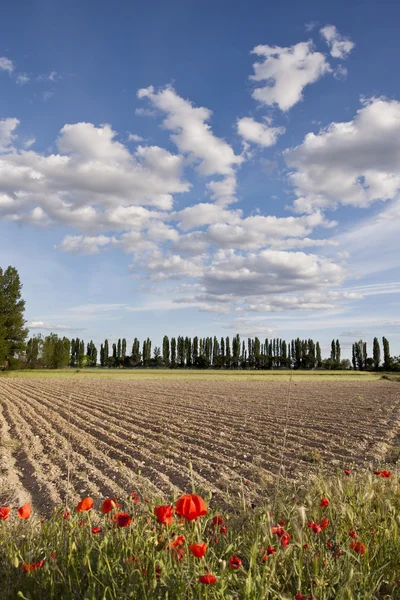 Gepflügtes Feld mit Mohn — Stockfoto