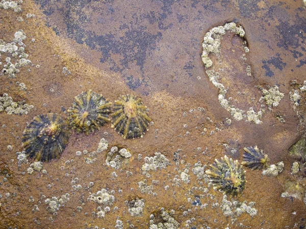 Rocher de mer avec coquilles — Photo