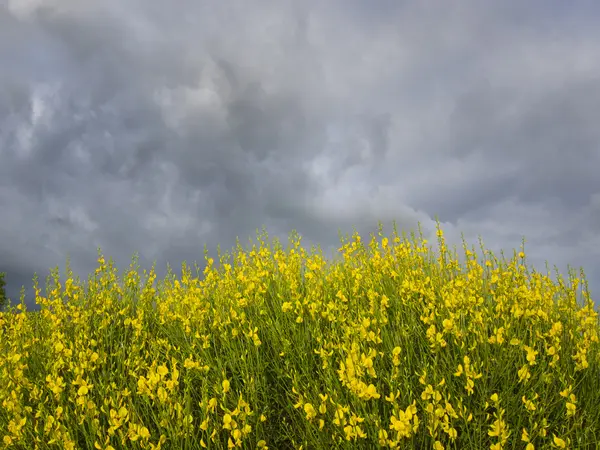 Storm over Forsythia — Stockfoto